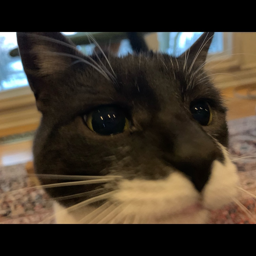 Meet your Posher, Adina